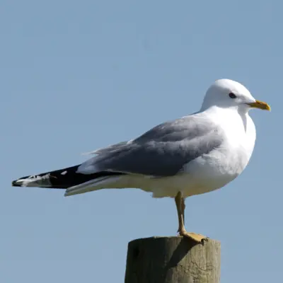 Fotograf: Verner Frandsen