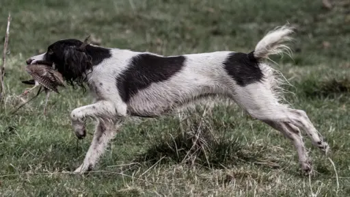 Engelsk Springer spaniel
